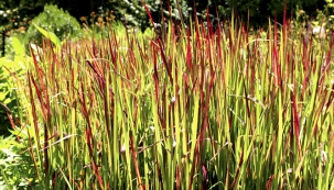 Imperata cylindrica