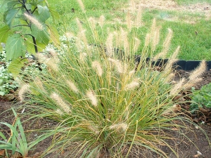 Pennisetum alopecuroides – dochan psárkovitý