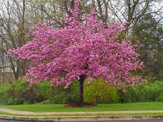 Prunus serrulata ‚Kanzan‘ – třešeň pilovitá