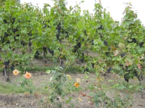  Tradičně se svahy (zejména jižní) využívají k pěstování ovocných dřevin a vinné révy.