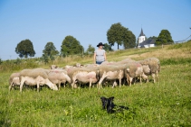Stádo dojných ovcí s majitelkou statku a pasteveckým psem border kolie.