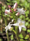 Ve volné přírodě velmi vzácná vachta trojlistá (Menyanthes trifoliata), její květy jsou velmi okrasné.