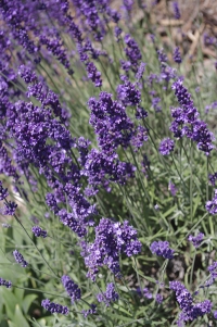  Levandule lékařská (Lavandula angustifolia), lidově zvaná třeba dulenka, je známa nezaměnitelnou vůní i léčivými účinky.