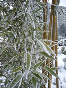 Phyllostachys aureosulcata 'Spectabilis' dobře snáší naše zimy a svými žlutozelenými stébly rozzáří zahradu v létě i v zimě.