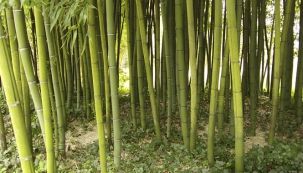 Takovýto bambusový lesík můžete mít i u nás. Pokud má stanoviště chráněné před větrem, humózní půdu a vyberete i vhodný druh bambusu, vyroste za tři až deset let.