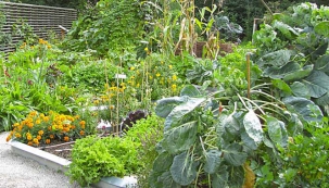 Jarní úvahy o zeleninových záhonech