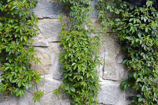 Popínavky mohou fungovat jako zelená fasáda i jako stěna, kamenná zídka je takřka ideální .