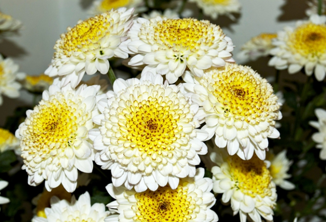 Chrysanthemum ´Cappuccino´
