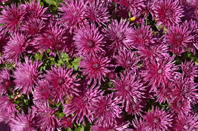 Chrysanthemum vyšlechtěné v Průhonicích