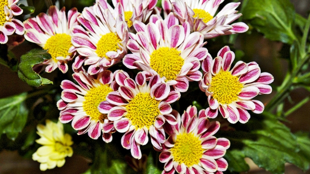 Chrysanthemum typu Santini ´Zebra´