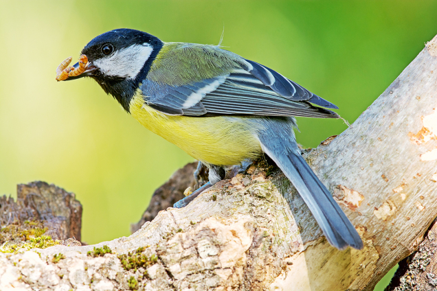 Ptáci se po zimě odvděčí za plná krmítka vyzobáním škůdců. Aby se stále drželi na zahradě, je vhodné někde na klidném místě zřídit napajedlo, kde se mohou i vykoupat.