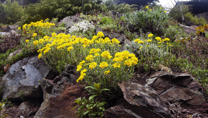 Tařice skalní (Aurinia saxatilis) potěší vždy na začátku května. Její žluté trsy jsou zkrátka nepřehlédnutelné.