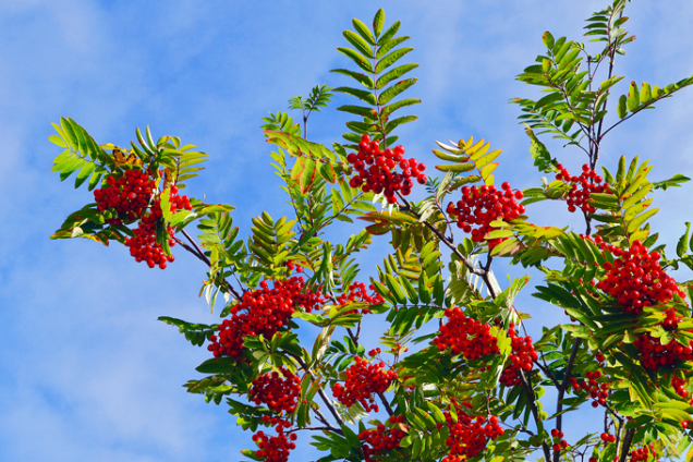 Jeřáb moravský sladkoplodý (Sorbus aucuparia subsp. Moravica)
