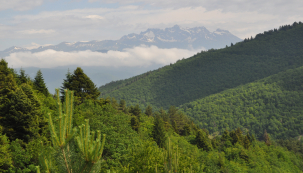 Nordmannovy jedlové lesy na Kavkaze (Zdroj: Hornbach)