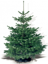 Vánoční stromek – jedle NORDMANNgold (Zdroj: Hornbach)