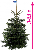 Vánoční stromek NORDMANNgold (Zdroj: Hornbach)