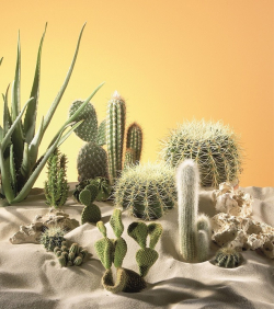 Kaktusy (ilustrační foto: Hornbach)