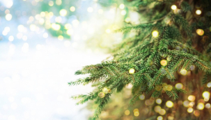Vánoční větev (zdroj: Shutterstock)
