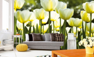 Fototapeta bílé tulipány (zdroj: Hornbach)