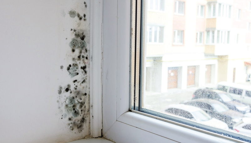 Řasy a plísně představují zdravotní riziko