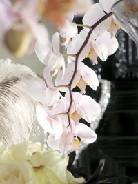 Phalaenopsis je zdaleka nejoblíbenější orchidejí. Pochází z jihovýchodní Asie, Filipín a Austrálie. I když se pěstuje v mnoha barvách, nejoblíbenější zůstává bílá, růžová a žlutá. Phalaenopsis je zdaleka nejoblíbenější orchidejí. Pochází z jihovýchodní Asie, Filipín a Austrálie. I když se pěstuje v mnoha barvách, nejoblíbenější zůstává bílá, růžová a žlutá.