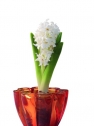 Hyacinty (Hyacinthus) jsou pro ozdobu bytu v zimním období jako stvořené.
