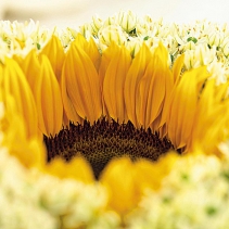 Květ slunečnice vnese do interiéru veselou letní atmosféru, pohled na ni vám navíc vždy zvedne náladu.