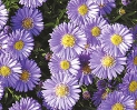 Hvězdnice (Aster dumosus)