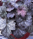 Dlužicha (Heuchera Velvet Night)