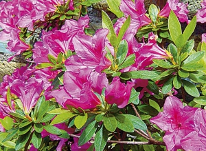 Azalka (Azalea japonica)