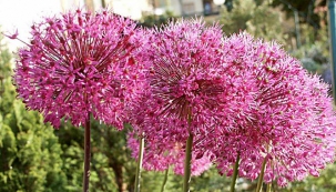 Zahrada v oblých křivkách (Česnek (Allium giganteum))
