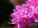 Azalka (Rhododendron japonicum)