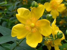 Třezalka (Hypercium)