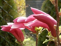 Šácholán (Magnolia)