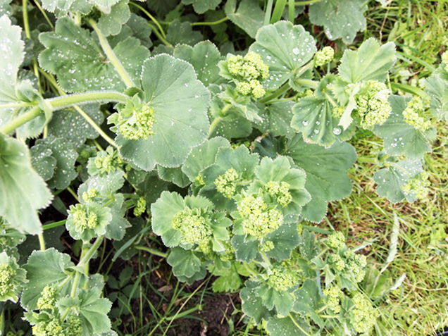 Kontryhel obecný (Alchemilla vulgaris) – studený obklad z odvaru urychluje hojení zaníceného štípnutí.