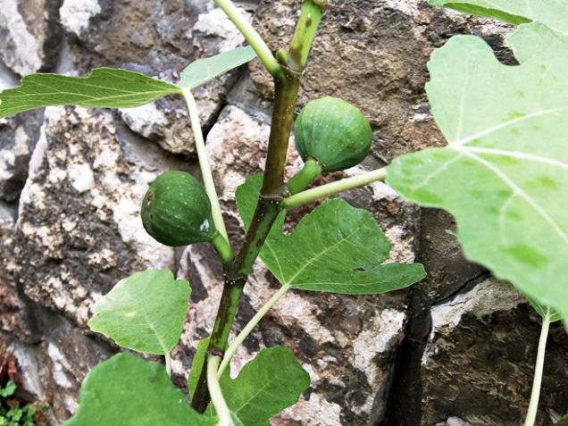 Ještě v srpnu můžete vysévat roketu (Eruca sativa, viz foto) nebo rukolu (Rucola selvatica). Za 3–4 týdny budete sklízet mlaďounké, křehké, lahodné lístky s příchutí ředkviček na salát. V nížinách je můžete vysévat ještě v září a sklízet v zimě.