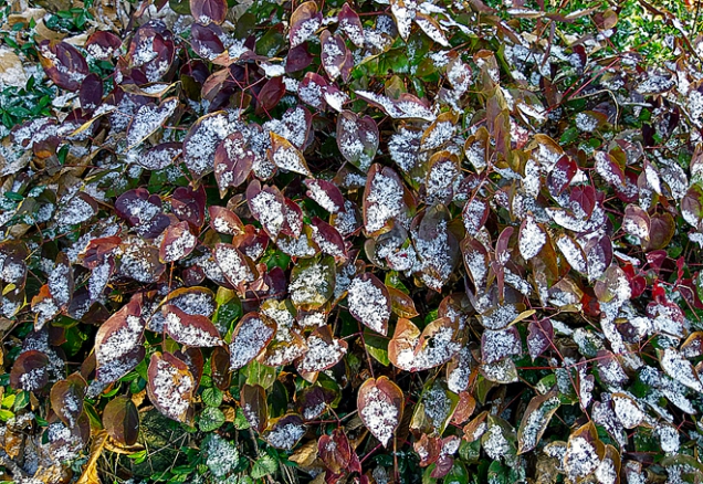 Po celou zimu listy škornice červené (Epimedium x rubrum) oživí červenou barvou stálezelené plochy s barvínkem menším (Vinca minor).
