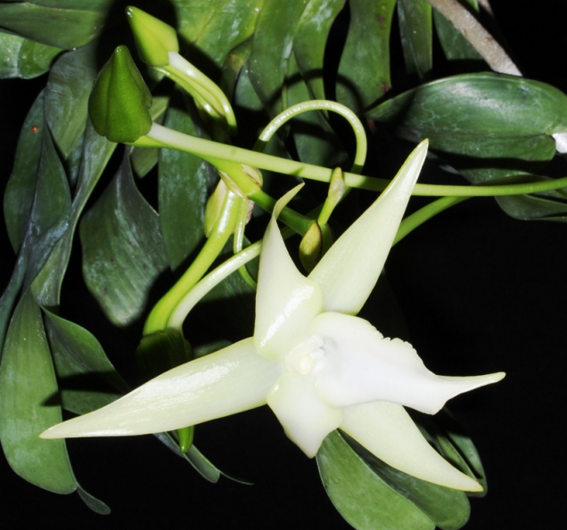 Orchideje: Angraecum sesquipedale