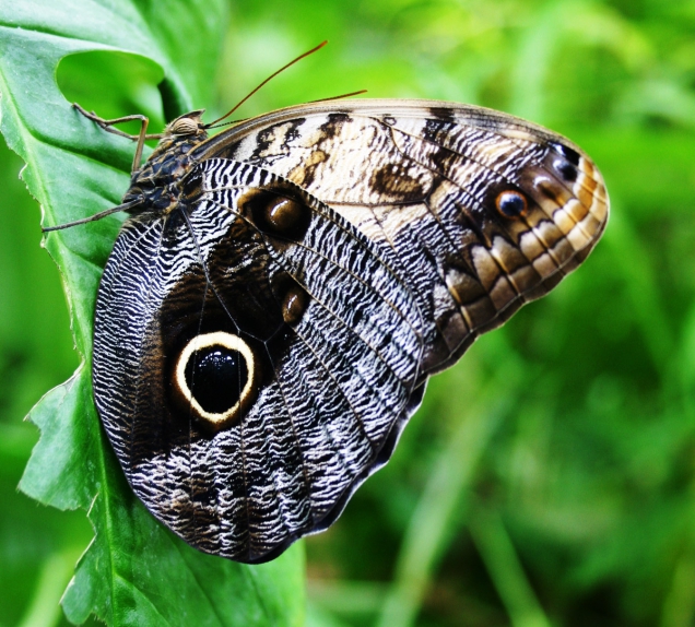 Soví motýl Caligo Memnon, foto: Botanická zahrada Praha
