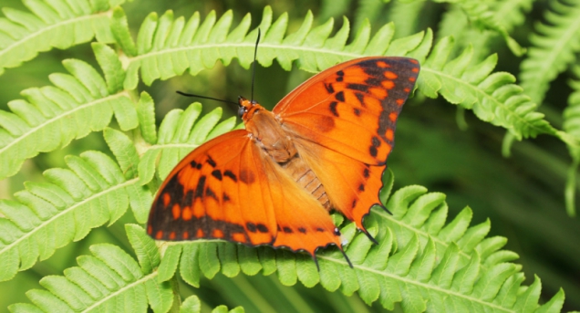 Ostruhák rodu Charaxes, foto: Botanická zahrada Praha