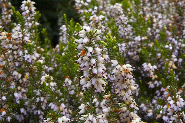 Detail květů vřesovce pleťového (Erica carnea)