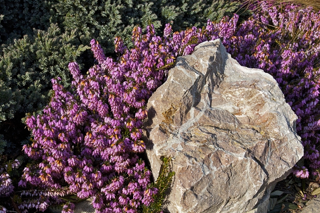 Keřík vřesovce pleťového (Erica carnea) vypadá pěkně i v blízkosti kamene či trsu okrasné trávy.