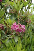Nenáročný keřík Kalmia polifolia má velmi hezké květy sytě růžové barvy.