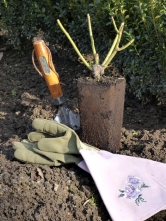 Takto vypadá sazenice růže pro jarní výsadbu po vyklepnutí z plastového kontejneru. Větvičky jsou zelené a pokožka napnutá – máte jistotu bezproblémového růstu.
