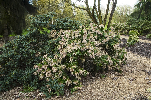 Pieris japonica kvete velmi bohatě a časně. Květy bývají bílé, krémové nebo světle růžové.