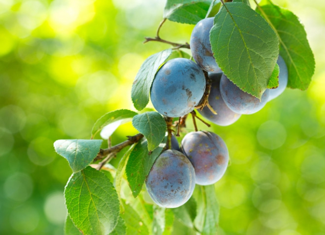 Taktéž plody švestek (Prunus domestica) a dalších druhů slivoní obsahují velké množství prospěšných látek, krom jiných fosfor a draslík, a proto se švestky doporučují při revmatismu, dně, jaterních a ledvinových chorobách i chorobách krevního oběhu.