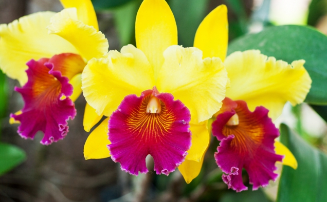 Veliké, zářivě barevné květy rodu Cattleya jsou pro mnoho lidí typickými orchidejemi a ani nechtějí věřit, že patří k těm největším a nejnápadnějším mezi orchidejemi. Jejich pěstování není žádná věda a do květu je doma dovede i naprostý začátečník.
