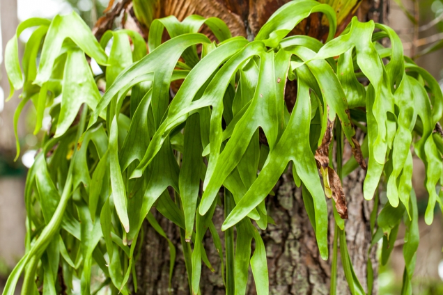 Platycerium Holttumii