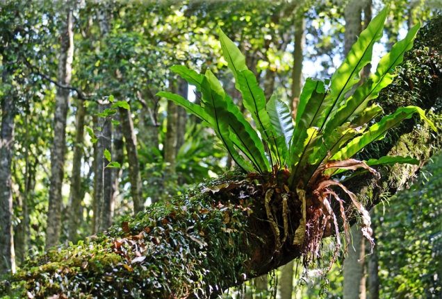 Asplenium Australasicum