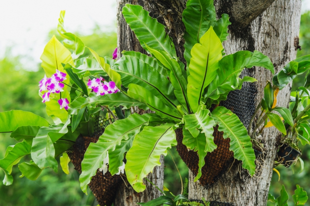 Asplenium Nidus